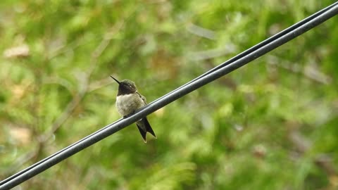male and female ruby throated hummingbird