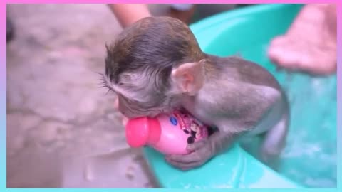 Cute Monkey Bathing