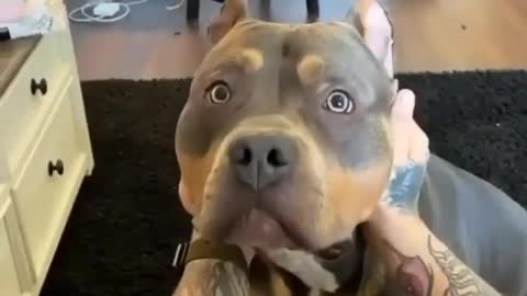 Bull Dog Shocking Reaction || Funniest Dog Shocking Video Ever #shorts #Dogreaction