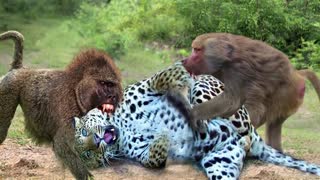 OMG... Elephant Biting Leopard's Head To Rescue Baby Monkey - Elephant vs Leopard, Baboon