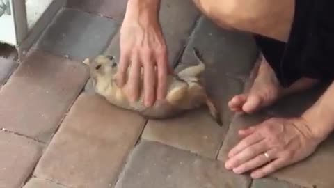 Pregnant prairie dog gets relaxing belly rub