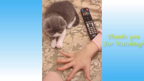 Funny and Cute Cat's Life Cats and Owners are the best friends Videos