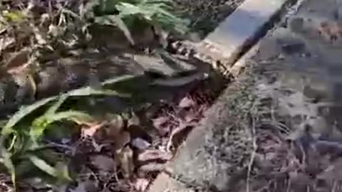 Removing a Blue-tongued Skink's Ticks