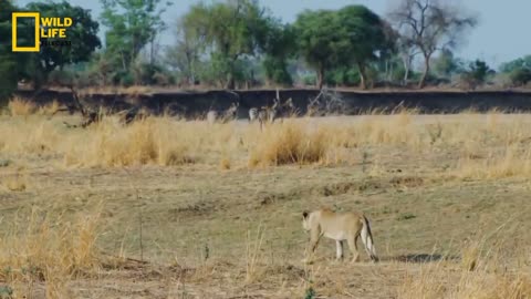 Lions attack on zepras watch full video animal fight