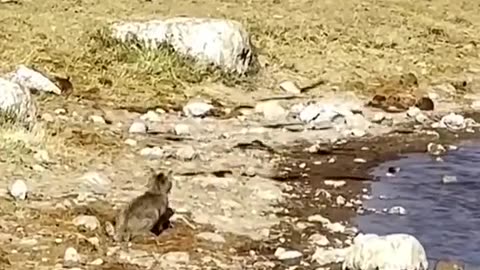 Cat and leopard hunting