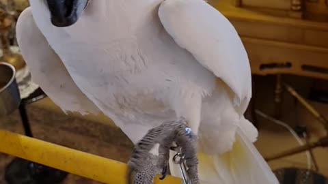 Cute dancing white parrot