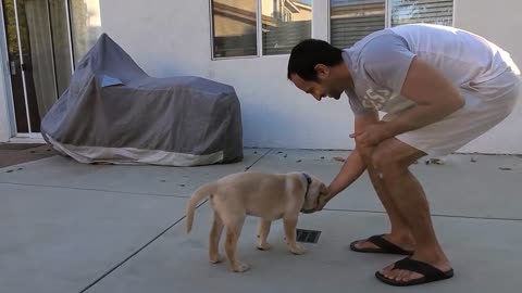 Labrador puppy Learning and performing treining camaand