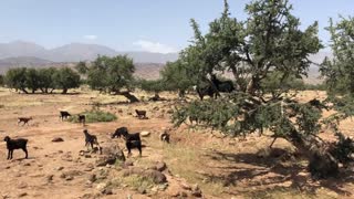 Chamaerops cerifera and Phoenix dactylifera in the Atlas Mountains, Morocco