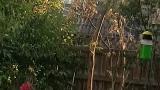 Helpful Cockatoo Cleans Out Gutters