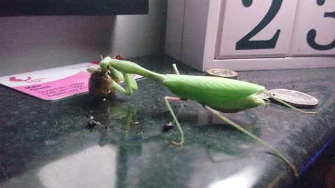 Praying mantis eating