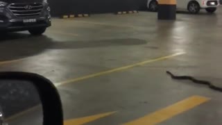 Snake Slithers in a Parking Garage