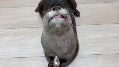 Otter cute get me food