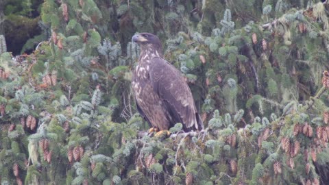 Bald Eagle-Juvenile