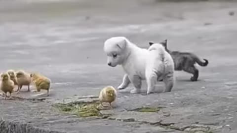 Full Video Cute Puppy Playing with Chickens 😍