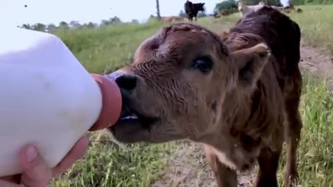 Bottle-fed calf happily waddles over for her breakfast👏🏽
