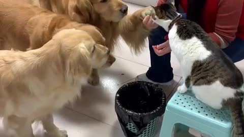 Golden Retriever Have a Lunch