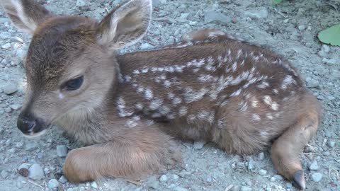 Baby Deer calls Logger "Mom".