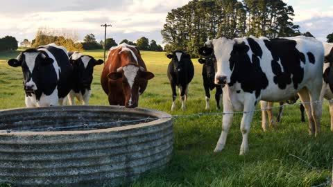 Cows in farm field