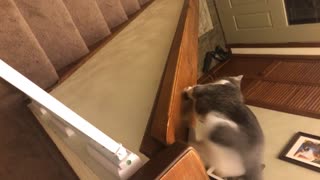 Grey and white cat slides down wooden banister