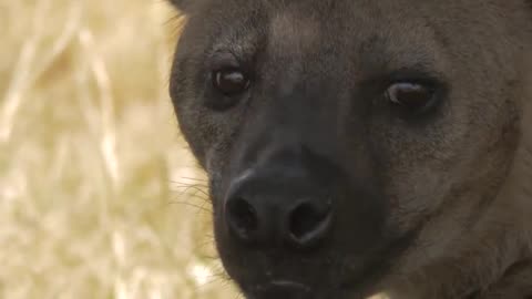 "😢🦁 Hyena's Heartbreaking Move: Snatching Lion Cub Before Mother's Eyes!"