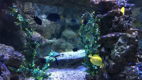 Life in the aquarium.