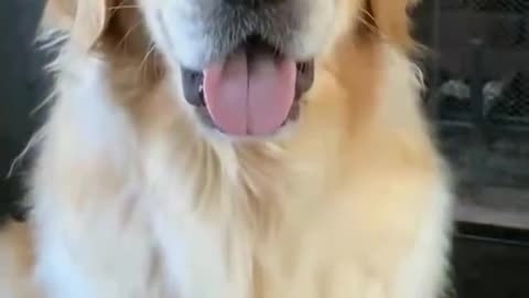 Angry dog 🐕 dog video