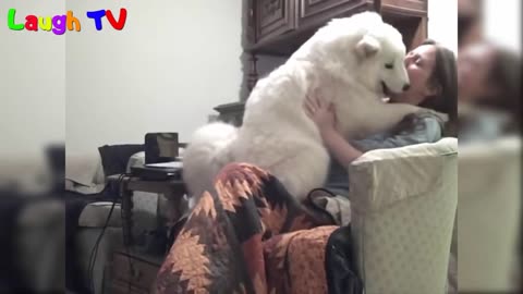 Cute and Funny Big Dogs Thinks They're Lap Dogs Compilation - Funny Dogs Vines