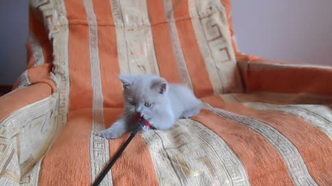 Just cute kitten - British beauty!