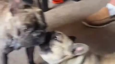Grumpy PugAnnoyed By Playful Pup