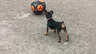 My dog ​​playing