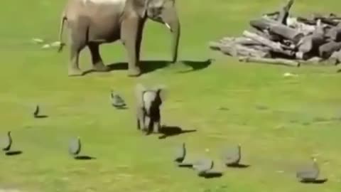 Baby elephant learning to protect momma 😍