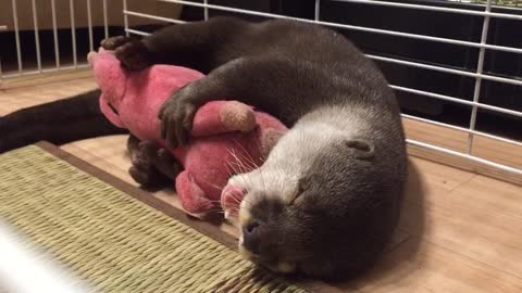 Otter can't fall asleep without cuddling