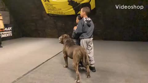 Perro pitbull cuida a su dueño