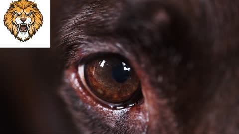 Close up the eyes Senior dog Chocolate color Labrador retriever waiting owner for playing