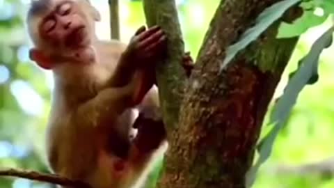 Sleepy monkey why monkey falls from the tree
