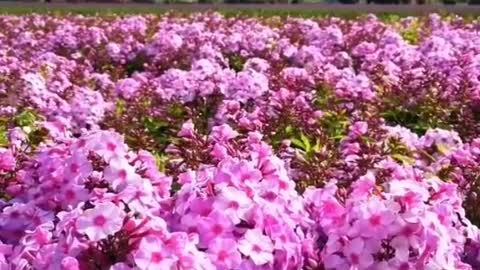 Purple-pink flowers