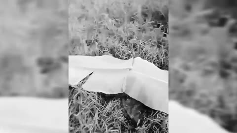 Video of Moro militiamen killed by Khilafah soldiers