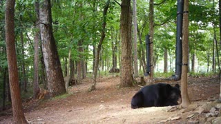 The Woods - 08/03/2021 Bear