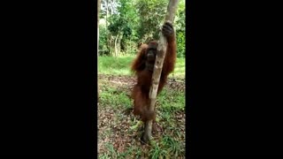 the king of orangutans in the village of Tanjung Harapan, Tanjung Puting, Central Kalimantan