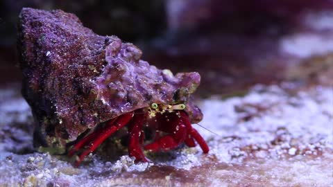 How Does Hermit Crab Changes it's Shell in the Ocean?