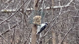 Hairy woodpeckers feeding and fooling around