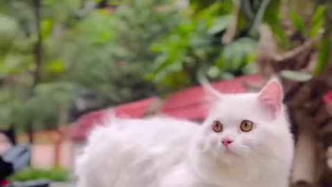 Cute cats video funny clips