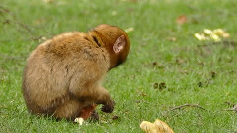 A cute baby monkey eating the fruits 😍 see what happened to it