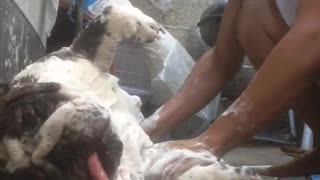 Bulldog Sleeps While Getting Scrubbed