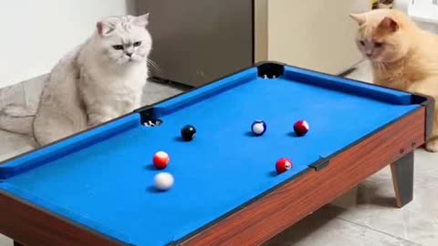 Funny cute cat