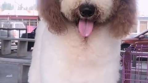 Gigantic Fluffy Poodle Dogs Love Being Carried Everywhere Funny Cat And Dog Videos Panda Love