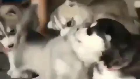 Playful Baby Huskies