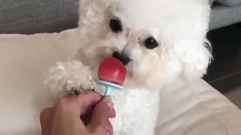 Pomeranian funny puppy video.Cute & funny dog