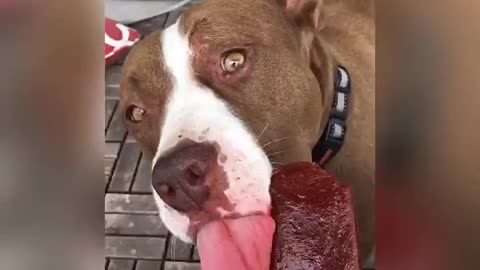Dogs enjoy healthy smoothie "pupsicle"