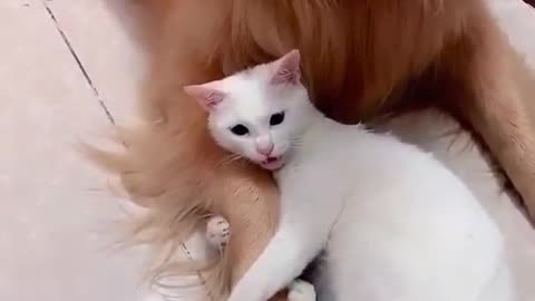 Cat showing her love for dog, insane relationships